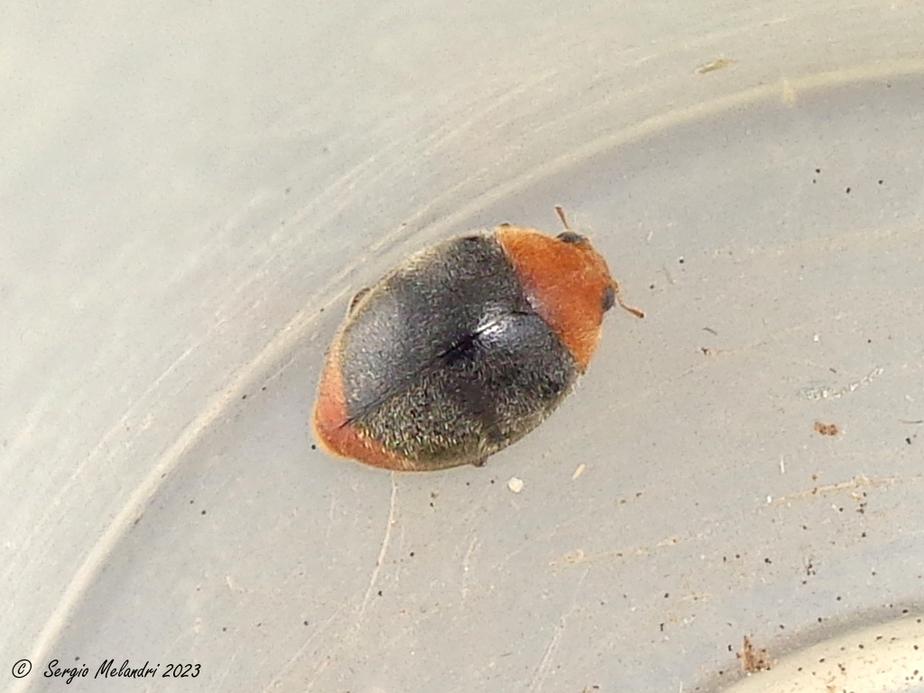 Coccinellidae: Cryptolaemus montrouzieri